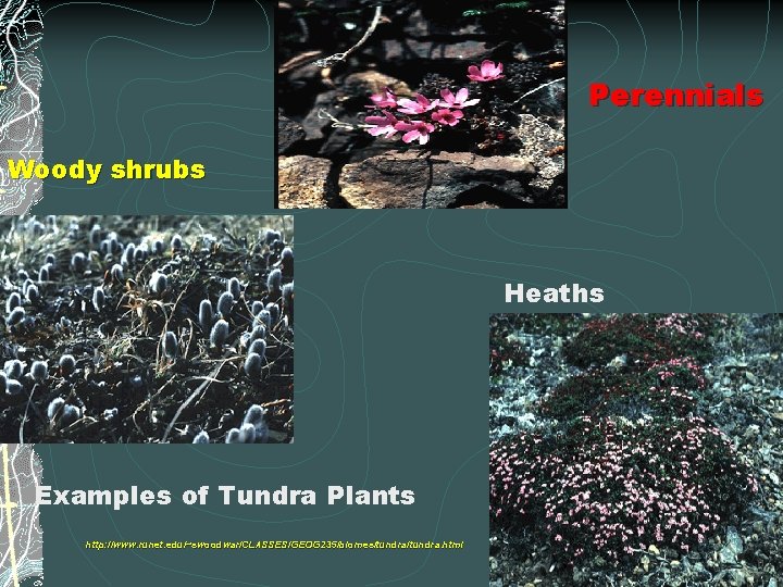 Perennials Woody shrubs Heaths Examples of Tundra Plants http: //www. runet. edu/~swoodwar/CLASSES/GEOG 235/biomes/tundra. html