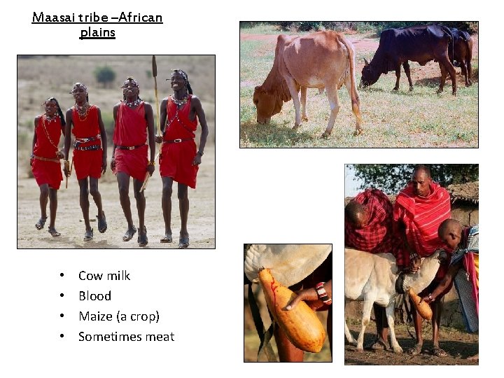 Maasai tribe –African plains • • Cow milk Blood Maize (a crop) Sometimes meat