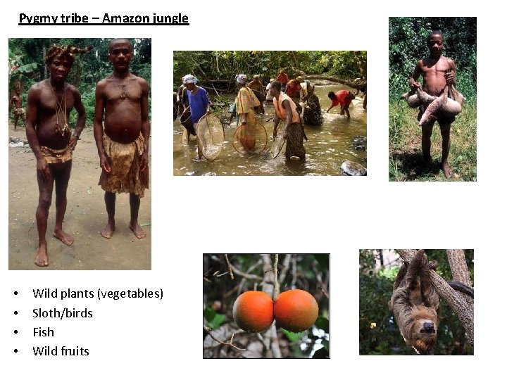 Pygmy tribe – Amazon jungle • • Wild plants (vegetables) Sloth/birds Fish Wild fruits