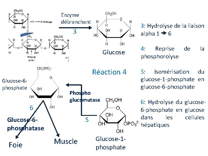 Enzyme débranchant 3: Hydrolyse de la liaison alpha 1 6 3 Glucose Réaction 4