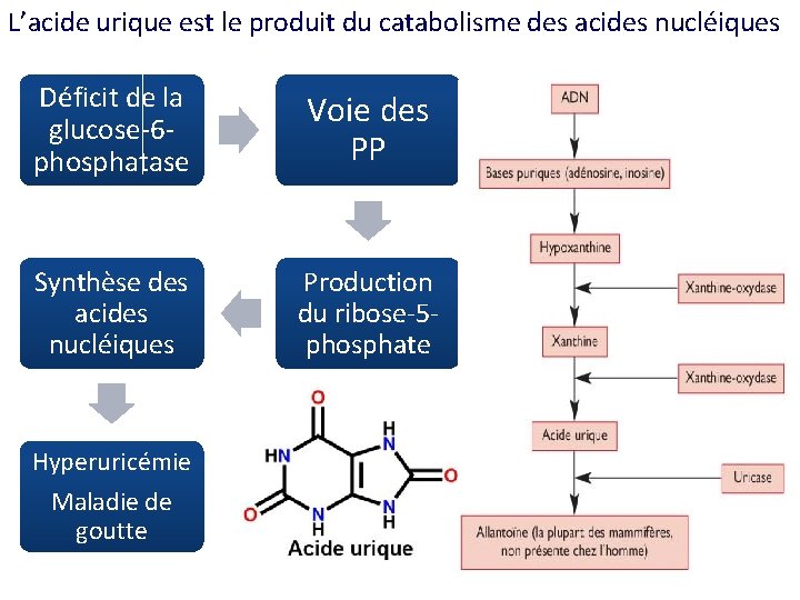 L’acide urique est le produit du catabolisme des acides nucléiques Déficit de la glucose-6
