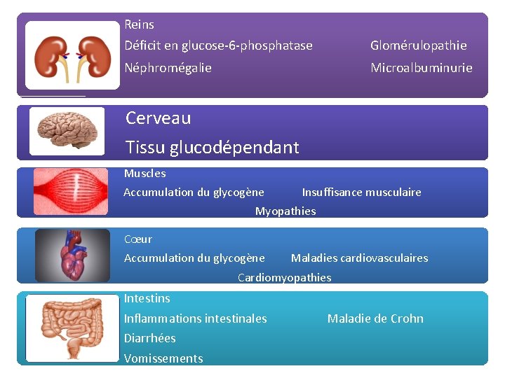 Reins Déficit en glucose-6 -phosphatase Glomérulopathie Néphromégalie Microalbuminurie Cerveau Tissu glucodépendant Muscles Accumulation du