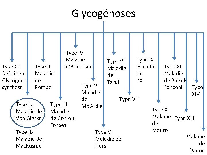 Glycogénoses Type 0: Déficit en Glycogène synthase Type II Maladie de Pompe Type I