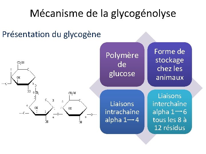 Mécanisme de la glycogénolyse Présentation du glycogène Polymère de glucose Forme de stockage chez