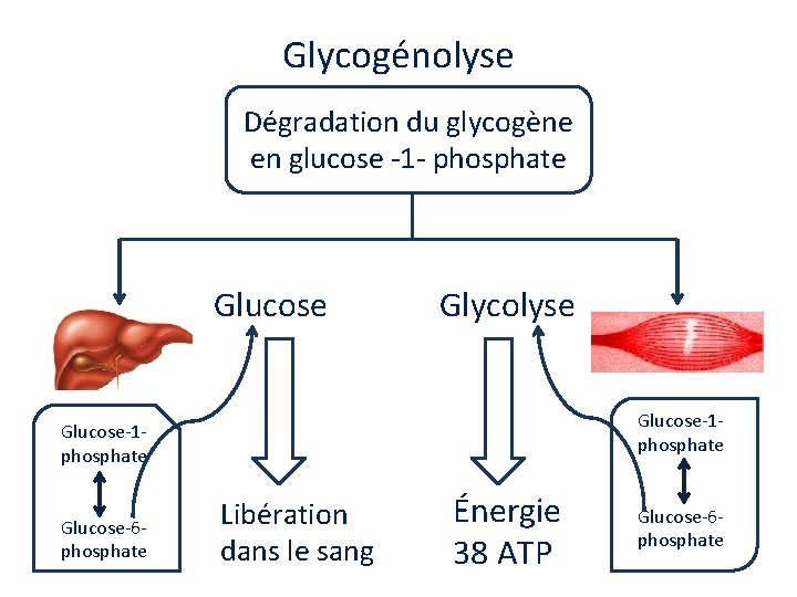 Glycogénolyse Dégradation du glycogène en glucose -1 - phosphate Glucose Glycolyse Glucose-1 phosphate Glucose-6