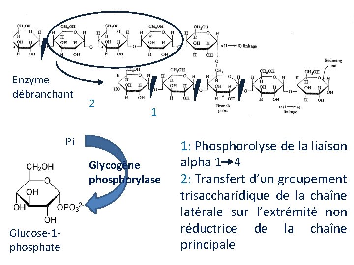 Enzyme débranchant 2 1 Pi Glycogène phosphorylase Glucose-1 phosphate 1: Phosphorolyse de la liaison
