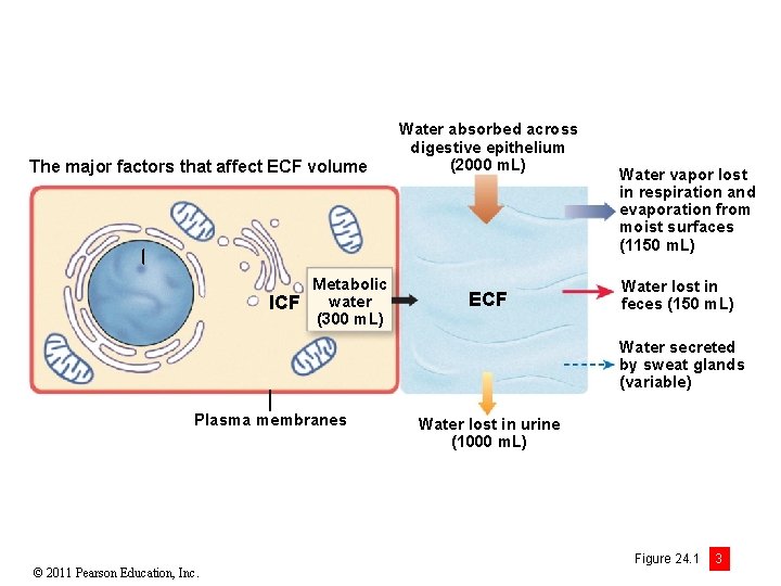 The major factors that affect ECF volume ICF Metabolic water (300 m. L) Water