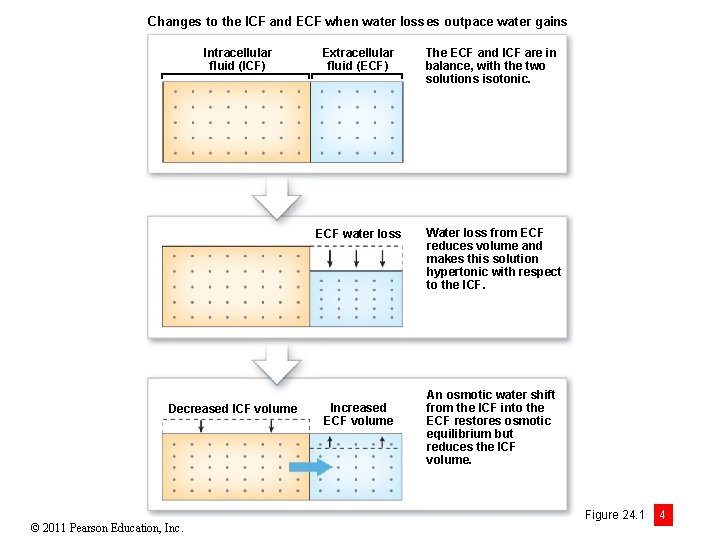 Changes to the ICF and ECF when water losses outpace water gains Intracellular fluid