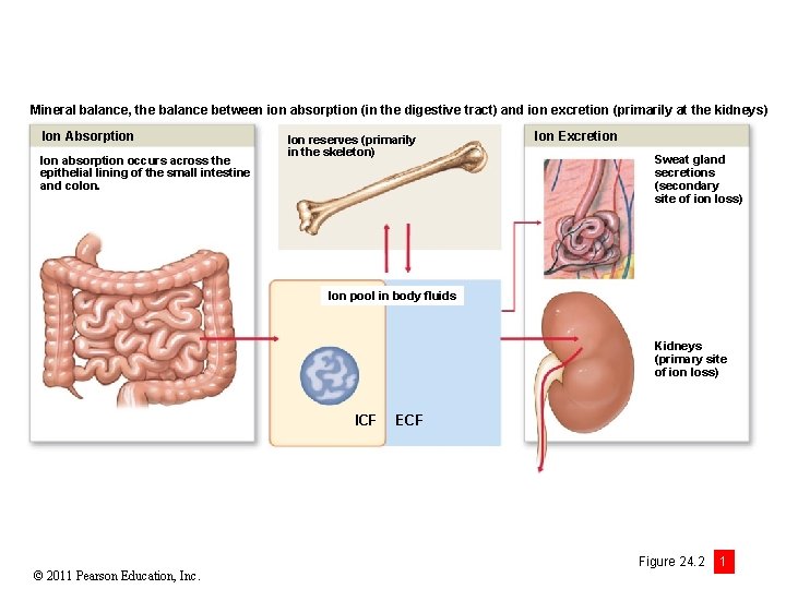 Mineral balance, the balance between ion absorption (in the digestive tract) and ion excretion