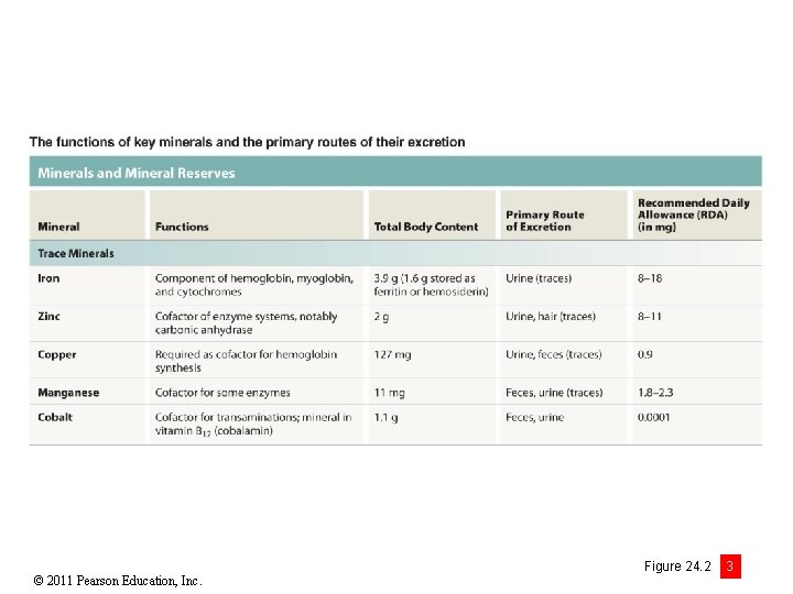 © 2011 Pearson Education, Inc. Figure 24. 2 3 