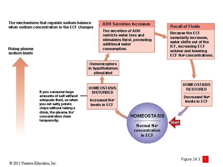 The mechanisms that regulate sodium balance when sodium concentration in the ECF changes Rising