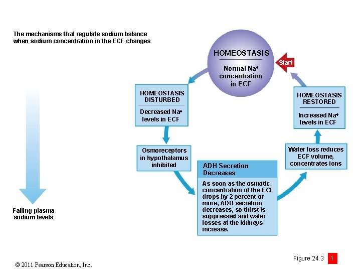 The mechanisms that regulate sodium balance when sodium concentration in the ECF changes HOMEOSTASIS