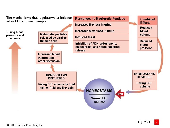 The mechanisms that regulate water balance when ECF volume changes Responses to Natriuretic Peptides