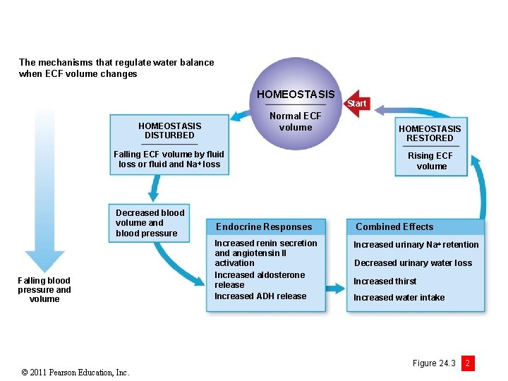 The mechanisms that regulate water balance when ECF volume changes HOMEOSTASIS Normal ECF volume