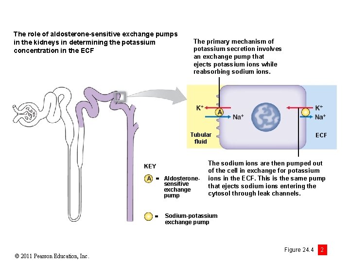 The role of aldosterone-sensitive exchange pumps in the kidneys in determining the potassium concentration