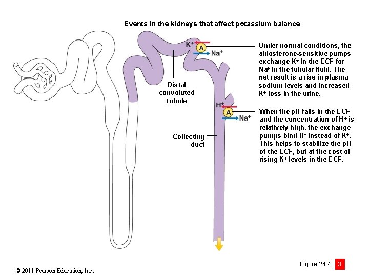 Events in the kidneys that affect potassium balance Distal convoluted tubule Collecting duct ©