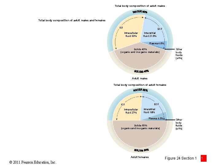 Total body composition of adult males and females ICF ECF Intracellular fluid 33% Interstitial