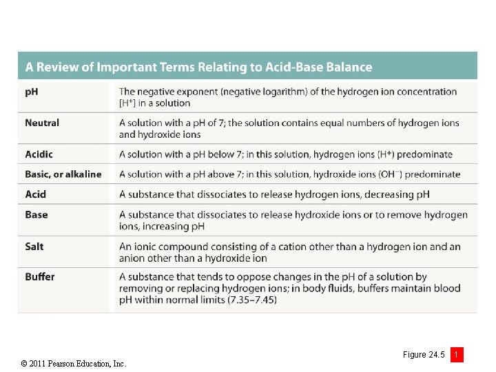 © 2011 Pearson Education, Inc. Figure 24. 5 1 