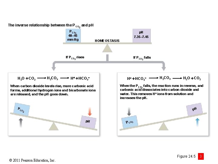 The inverse relationship between the P CO 2 and p. H PCO 2 40–