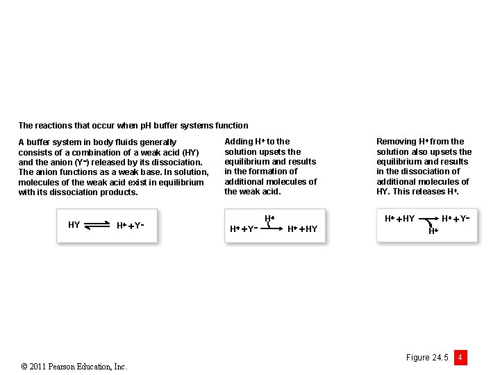 The reactions that occur when p. H buffer systems function A buffer system in