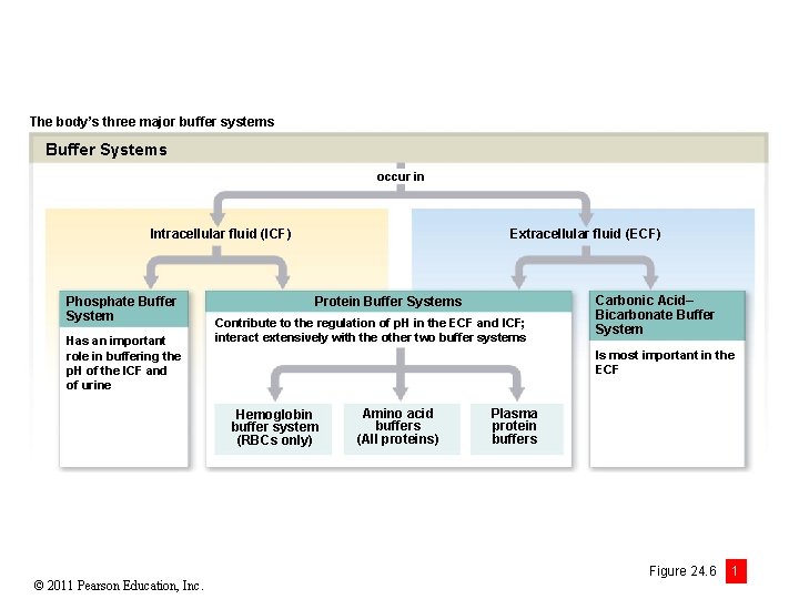 The body’s three major buffer systems Buffer Systems occur in Intracellular fluid (ICF) Phosphate