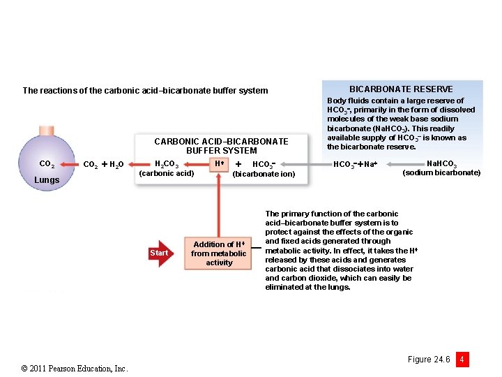 The reactions of the carbonic acid–bicarbonate buffer system CARBONIC ACID–BICARBONATE BUFFER SYSTEM CO 2