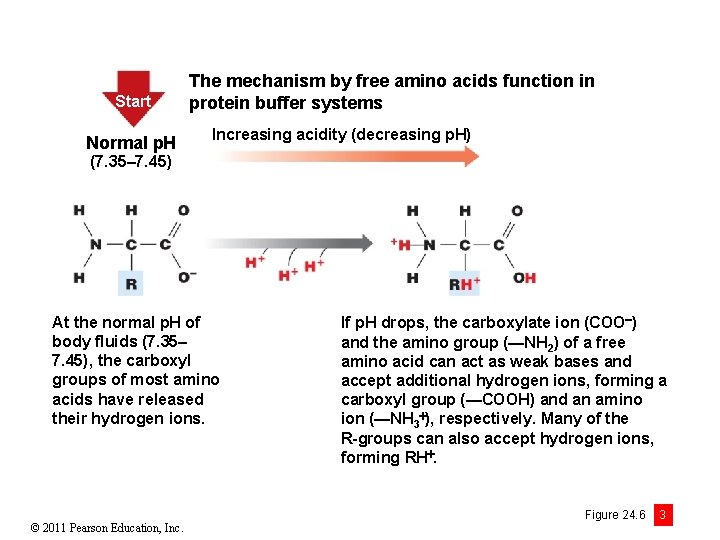 Start Normal p. H The mechanism by free amino acids function in protein buffer