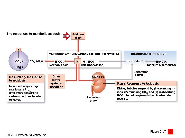 The responses to metabolic acidosis Start Addition of H CARBONIC ACID–BICARBONATE BUFFER SYSTEM CO