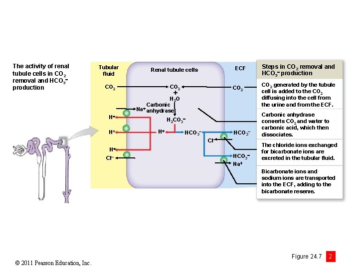 The activity of renal tubule cells in CO 2 removal and HCO 3 production