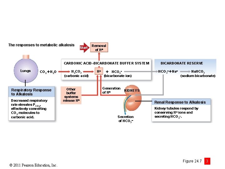 The responses to metabolic alkalosis Start Removal of H CARBONIC ACID–BICARBONATE BUFFER SYSTEM Lungs