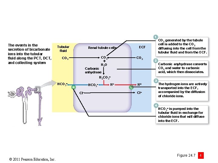 The events in the secretion of bicarbonate ions into the tubular fluid along the