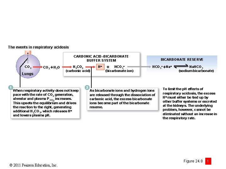 The events in respiratory acidosis CARBONIC ACID–BICARBONATE BUFFER SYSTEM CO 2 H 2 O