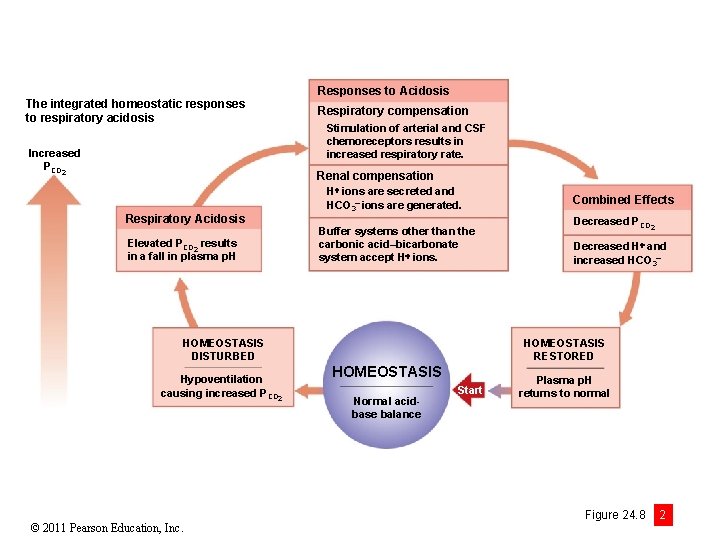 The integrated homeostatic responses to respiratory acidosis Increased PCO 2 Responses to Acidosis Respiratory