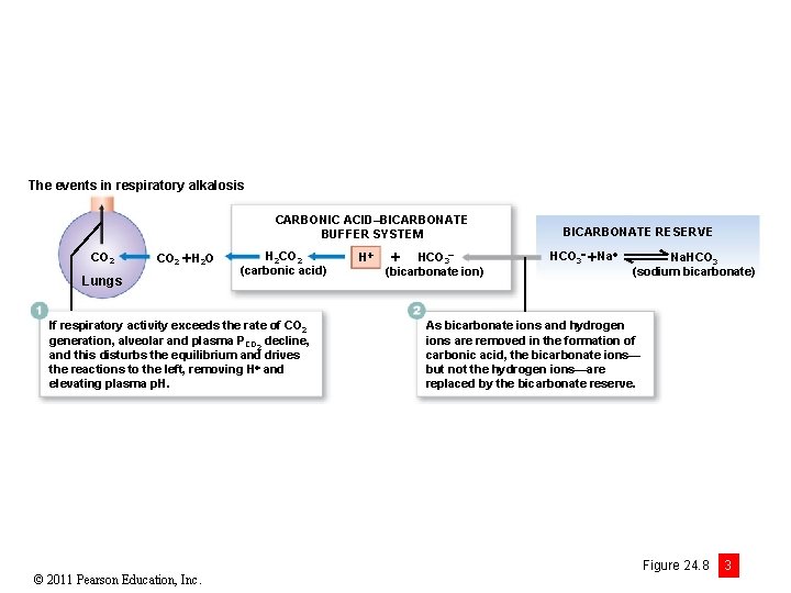 The events in respiratory alkalosis CARBONIC ACID–BICARBONATE BUFFER SYSTEM CO 2 H 2 O