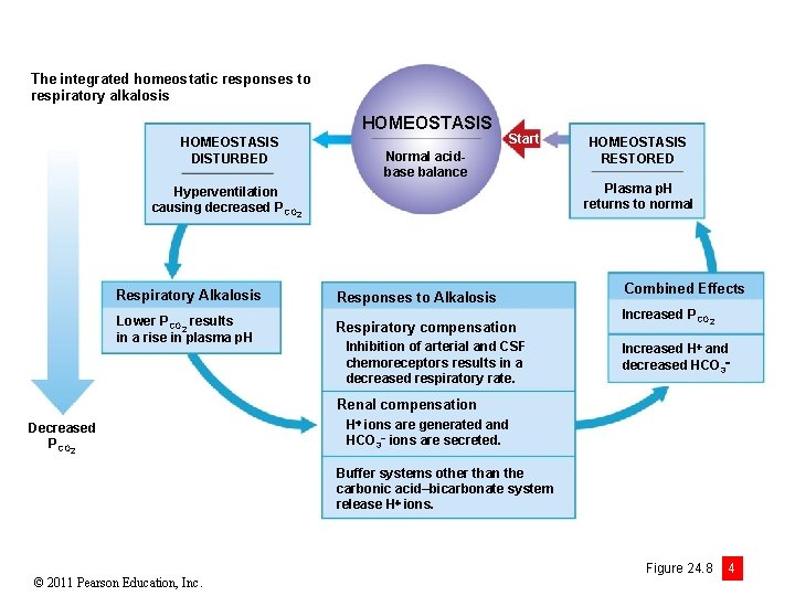 The integrated homeostatic responses to respiratory alkalosis HOMEOSTASIS DISTURBED Start Normal acidbase balance HOMEOSTASIS