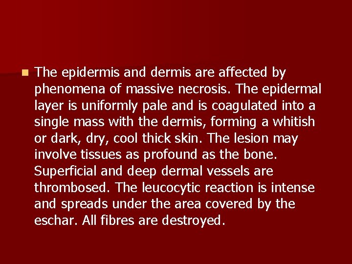 n The epidermis and dermis are affected by phenomena of massive necrosis. The epidermal
