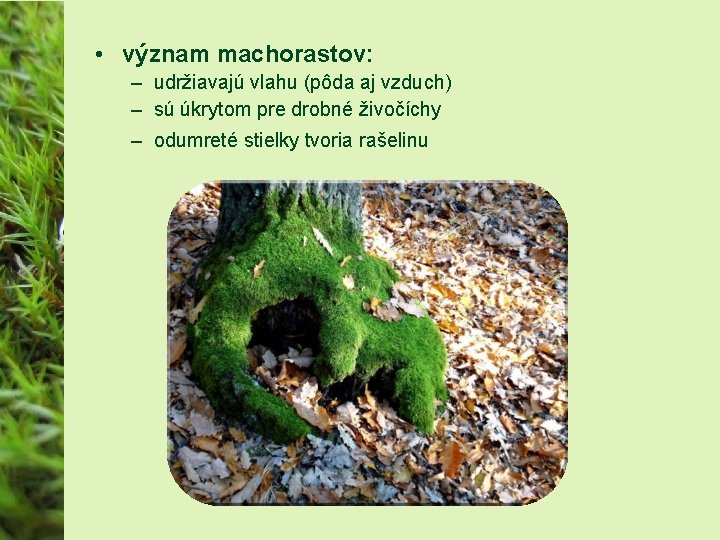  • význam machorastov: – udržiavajú vlahu (pôda aj vzduch) – sú úkrytom pre