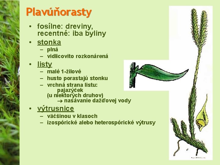 Plavúňorasty • fosílne: dreviny, recentné: iba byliny • stonka – plná – vidlicovito rozkonárená