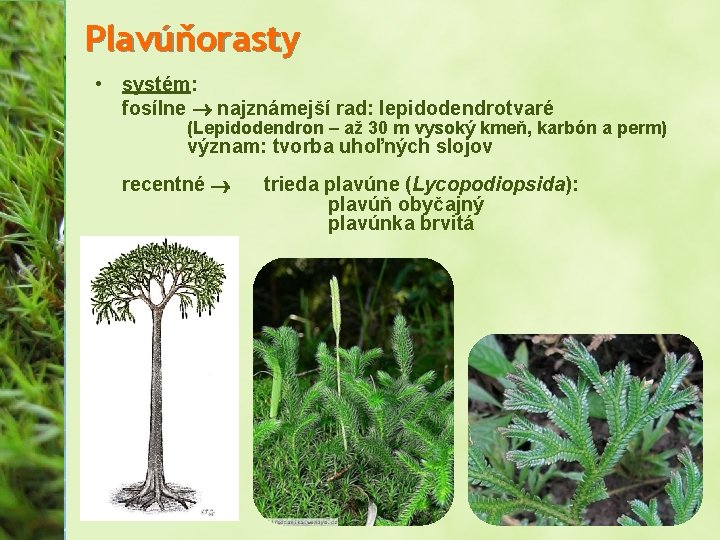 Plavúňorasty • systém: fosílne najznámejší rad: lepidodendrotvaré (Lepidodendron – až 30 m vysoký kmeň,