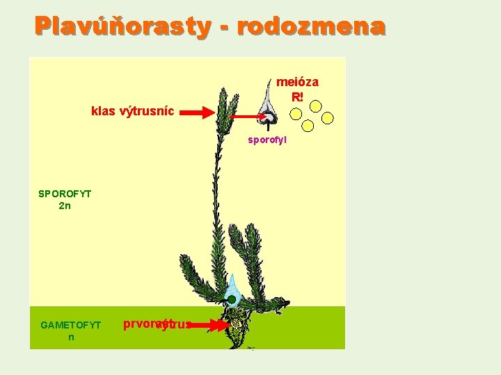 Plavúňorasty - rodozmena meióza R! klas výtrusníc sporofyl SPOROFYT 2 n GAMETOFYT n prvorast