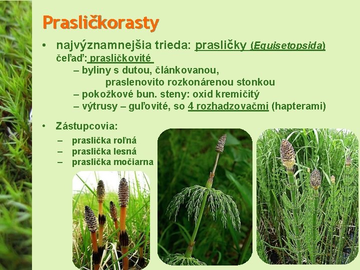 Prasličkorasty • najvýznamnejšia trieda: prasličky (Equisetopsida) čeľaď: prasličkovité – byliny s dutou, článkovanou, praslenovito