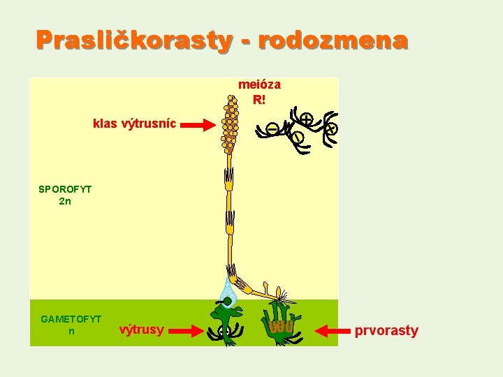 Prasličkorasty - rodozmena meióza R! klas výtrusníc SPOROFYT 2 n GAMETOFYT n výtrusy prvorasty