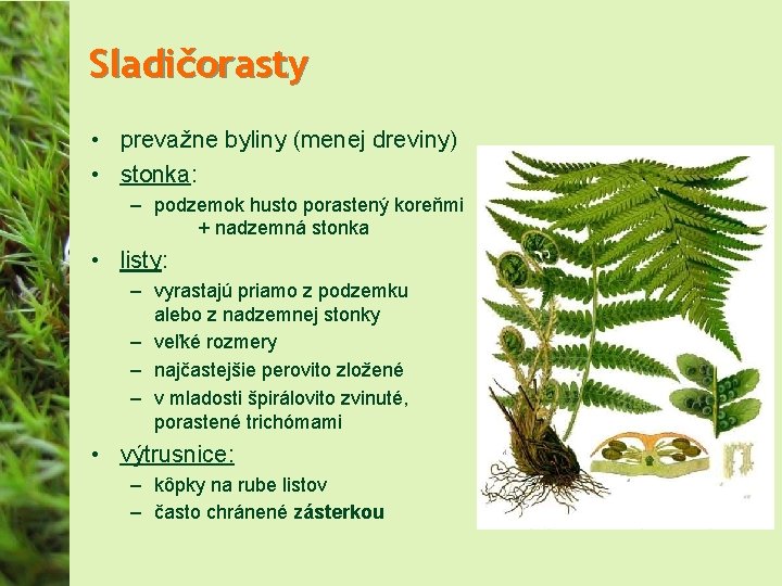 Sladičorasty • prevažne byliny (menej dreviny) • stonka: – podzemok husto porastený koreňmi +