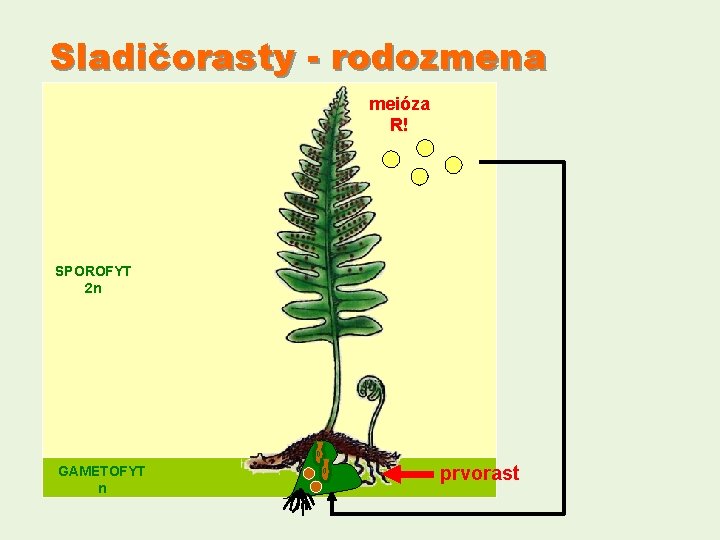 Sladičorasty - rodozmena meióza R! SPOROFYT 2 n GAMETOFYT n prvorast 