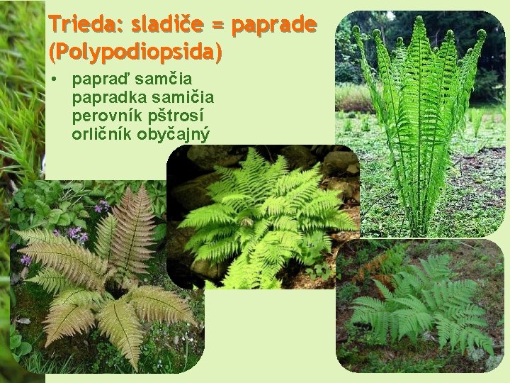 Trieda: sladiče = paprade (Polypodiopsida) • papraď samčia papradka samičia perovník pštrosí orličník obyčajný