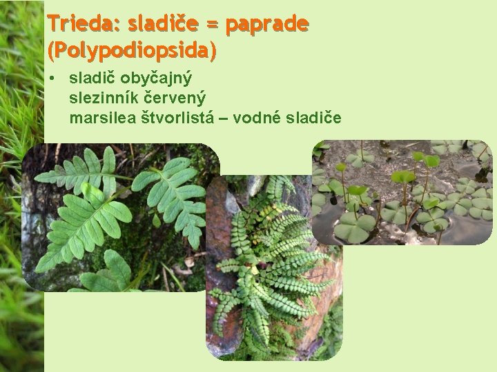 Trieda: sladiče = paprade (Polypodiopsida) • sladič obyčajný slezinník červený marsilea štvorlistá – vodné