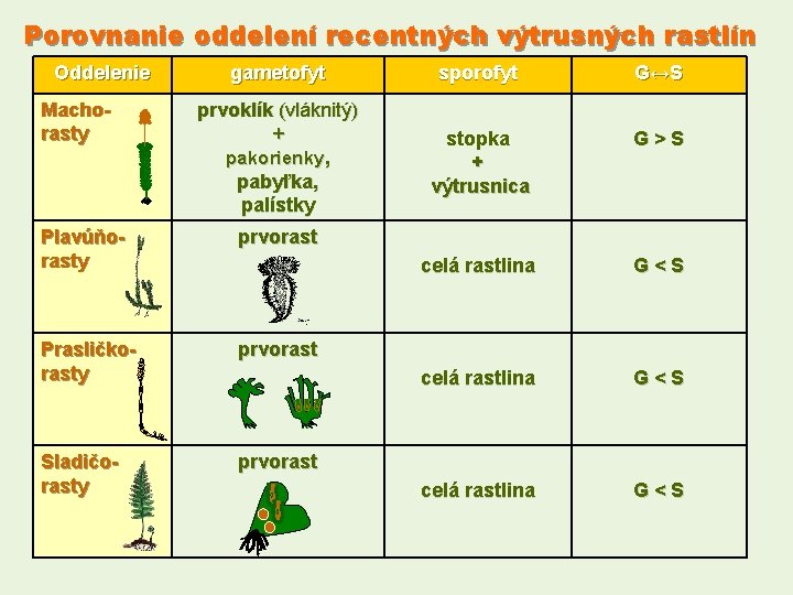 Porovnanie oddelení recentných výtrusných rastlín Oddelenie Machorasty gametofyt sporofyt G↔S prvoklík (vláknitý) + pakorienky,