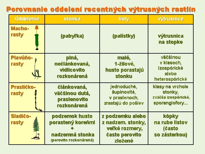 Porovnanie oddelení recentných výtrusných rastlín Oddelenie stonka listy výtrusnice (pabyľka) (palístky) výtrusnica na stopke