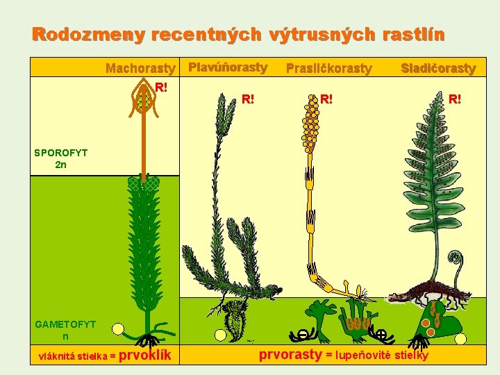 Rodozmeny recentných výtrusných rastlín Machorasty R! Plavúňorasty R! Prasličkorasty Sladičorasty R! SPOROFYT 2 n