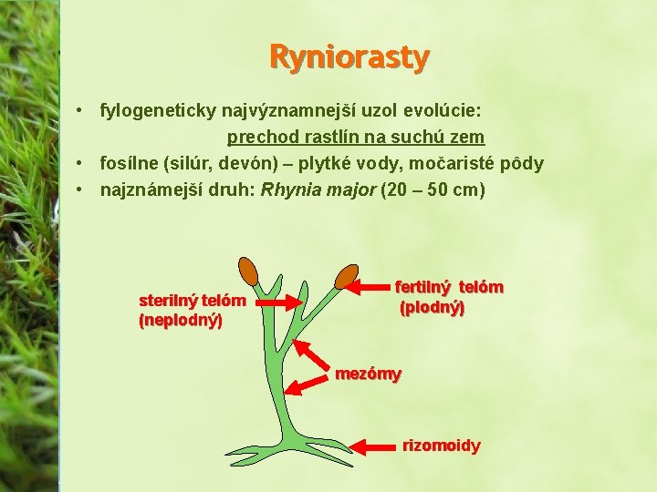 Ryniorasty • fylogeneticky najvýznamnejší uzol evolúcie: prechod rastlín na suchú zem • fosílne (silúr,